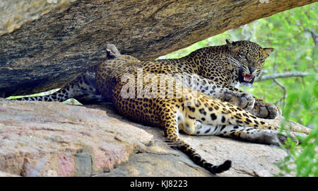 Leopard ruggito. Leopardi su una roccia. il leopardo dello Sri Lanka (panthera pardus kotiya). maschio e femmina Foto Stock