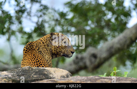 Il vecchio leopard maschio con cicatrici sulla faccia giace sulla roccia. il leopardo dello Sri Lanka (panthera pardus kotiya) maschio. Foto Stock