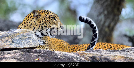 Leopard ruggito. Leopard su una pietra. il leopardo dello Sri Lanka (panthera pardus kotiya) femmina. Foto Stock