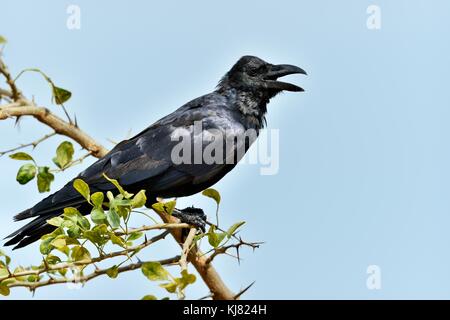 Gracchiare crow.la giungla indiana crow (Corvus culminatus) sul ramo. cielo blu sullo sfondo Foto Stock