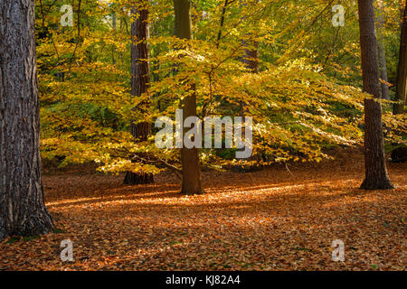 Faggi nel colore di autunno Foto Stock
