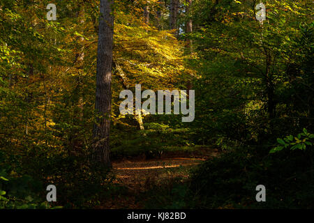 La mattina presto la luce nella foresta Foto Stock
