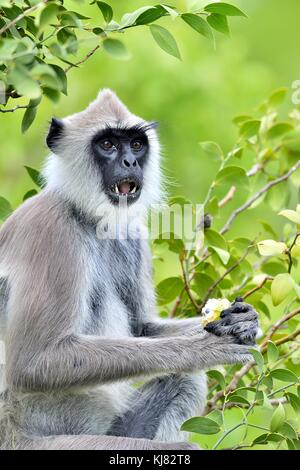 Mangiare langur. closeup ritratto di tufted langur grigio (semnopithecus priamo), noto anche come madras langur grigio e coromandel langur sacra Foto Stock