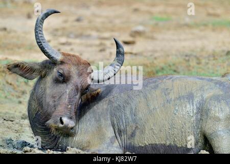 Close up ritratto di bufalo d'acqua. sri lanka wild water buffalo (Bubalus arnee migona) nella sporcizia. Yala National Park. sri lanka Foto Stock