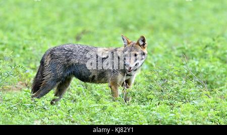 Close-up foto della fauna selvatica di canis aureus, jackal indiano, predator da canis famiglia, in piedi sul prato verde contro verde sfondo naturale. lato vie Foto Stock