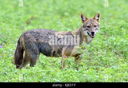 Close-up foto della fauna selvatica di canis aureus, jackal indiano, predator da canis famiglia, in piedi sul prato verde contro verde sfondo naturale. lato vie Foto Stock