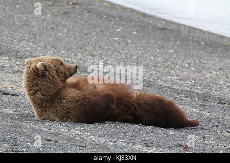 Grizzly madre recare in appoggio su una spiaggia Ninagiak Isola, Hallo Bay, Katmai, Alaska Foto Stock