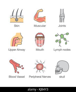 Parte di corpo umano e icona interna. Illustrazione Vettoriale
