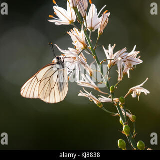 Nero bianco venato butterfly Aporia cratagegi nella campagna spagnola su una testa di fiori a Riaza nella Spagna centrale Foto Stock