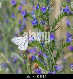 Nero bianco venato butterfly Aporia cratagegi nella campagna spagnola su una testa di fiori a Riaza nella Spagna centrale Foto Stock