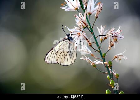 Nero bianco venato butterfly Aporia cratagegi nella campagna spagnola su una testa di fiori a Riaza nella Spagna centrale Foto Stock