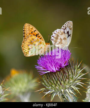 Verde scuro Fritillary Mesoacidalia aglaja e iberica Bianco Marmo butterfly Melanargia lachesis al sole sulla testa di fiori di cardo in Spagna Foto Stock