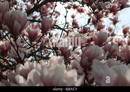 Fiori rosa e bianchi che cresce su un albero di magnolia in primavera. Foto Stock