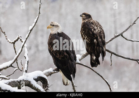 Le aquile calve di giovinezza arroccate sul ramo di cottonwood lungo il fiume Chilkat nella riserva dell'aquila di Chilkat Bald nell'Alaska sud-orientale. Foto Stock