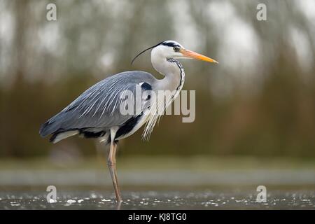 Airone cinerino (Ardea cinerea), sorge nell'acqua, parco nazionale di Kiskunsag, Ungheria Foto Stock