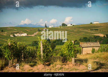 Vigneto nei pressi del chenas, Borgogna, in Francia, in Europa. Foto Stock