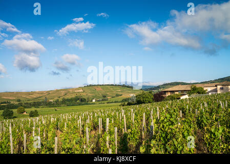 Vigneto nei pressi del chenas, Borgogna, in Francia, in Europa. Foto Stock