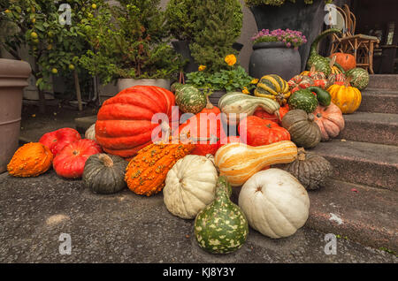 Autunno del raccolto della varietà squash sul display al portico anteriore di un ristorante nella Napa Valley, California, Stati Uniti. Foto Stock