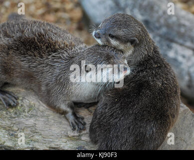 Una coppia di lontre nuzzling insieme su un log Foto Stock