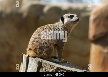 Un meerkat seduto su un log Foto Stock