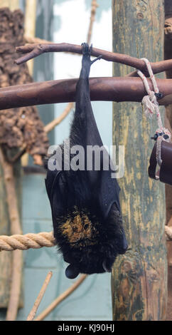 Un frutto Livingstones Bat appesi da un ramo Foto Stock