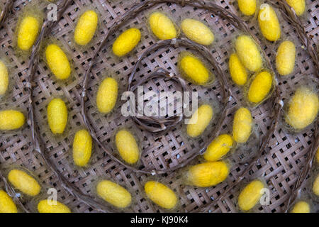 Lo sguardo al giallo bozzoli di bachi da seta nel cestello di bambù Foto Stock