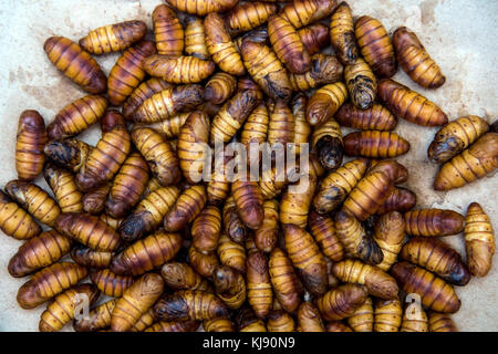 Worm bachi da seta in un cestello Foto Stock