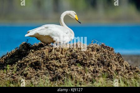 Bellissimo cigno sul suo nido nel lago. whooper swan. cygnus cygnus Foto Stock