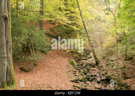 Sheffield, Regno Unito - 28 Ott: Tinker Brook si nasconde in un tappeto di autunno caduta foglie su 28 Ott 2016 vista dal ponte Packhorse, Glen Howe Park Foto Stock