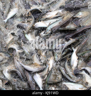 Molti pesci diversi concorrenti per il cibo nel fiume. pesci saltare in acqua per il cibo nel fiume Chao Phraya bangkok, Tailandia. catfish e carpe pane in alimentazione Foto Stock