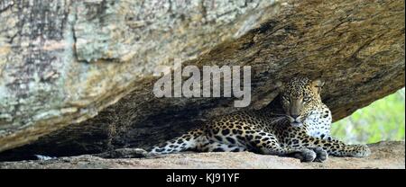 Leopard su una roccia. la femmina di leopardo dello Sri Lanka (panthera pardus kotiya). sri lanka. Yala National Park. Foto Stock