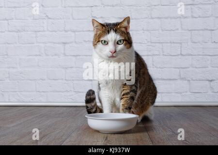 Il vecchio gatto sedersi intorno alla ciotola di cibo Foto Stock