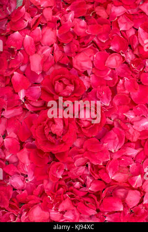 Partita di rosso petali di rosa e fiori Foto Stock
