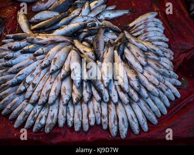 Yangon, regione di Yangon, Myanmar. 23 novembre 2017. Pesce in vendita al mercato del pesce di San Pya. Il mercato del pesce di San Pya è uno dei più grandi mercati del pesce di Yangon. E' un mercato aperto 24 ore su 24, ma il piu' trafficato la mattina presto. La maggior parte del pesce presente sul mercato è pescato allo stato selvatico, ma l'acquacoltura si sta espandendo in Myanmar e più pesce d'acqua dolce d'allevamento viene venduto oggi che in passato. Crediti: Jack Kurtz/ZUMA Wire/Alamy Live News Foto Stock