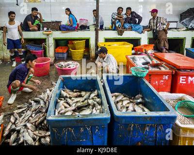 Yangon, regione di Yangon, Myanmar. 23 nov, 2017. smistare pesce nella rete SAN al contrario PYA il mercato del pesce. san al contrario PYA il mercato del pesce è uno dei più grandi mercati del pesce in Yangon. Si tratta di una 24 Ore di mercato, ma più trafficati di mattina presto. La maggior parte dei pesci nel mercato è selvaggio catturato ma l'acquicoltura è in espansione in Myanmar e di allevamento più pesci di acqua dolce viene venduto adesso che in passato. Credito: jack kurtz/zuma filo/alamy live news Foto Stock