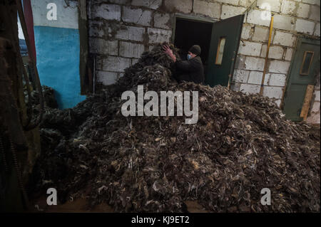 6 dicembre 2016 - syktyvkar, Repubblica di Komi, Russia - lavoratori in fabbrica visto la preparazione della lana per la produzione di calzature..la produzione delle tradizionali calzature russo di lana a lana vylgort fabbrica calzature. La lana vylgort fabbrica di calzature è stata la produzione di calzature per oltre 75 anni. (Credito immagine: © sergey parshukov/sopa via zuma filo) Foto Stock