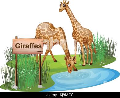Illustrazione di due giraffe al laghetto nei pressi di un cartello su sfondo bianco Illustrazione Vettoriale