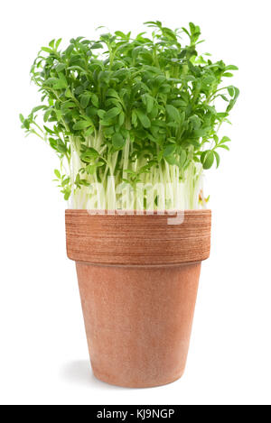 Il crescione (Lepidium sativum) in vaso isolato su bianco Foto Stock