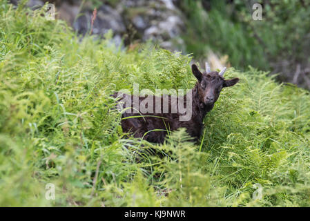 Alpine pascolo di capra Foto Stock