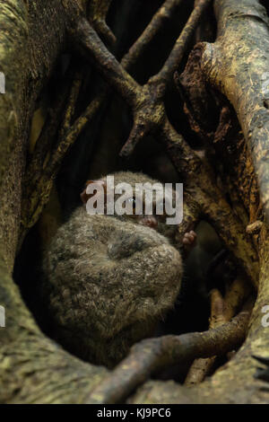 Un gruppo familiare di tarsiers (tarsius tarsier) nesting in una struttura ad albero in tangkoko national park, Nord Sulawesi, Indonesia. Foto Stock