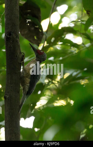 Picchio in Tangkoko National Park, Sulawesi, Indonesia Foto Stock