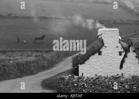 Cavallo e laminazione in campi di Cregneash Foto Stock