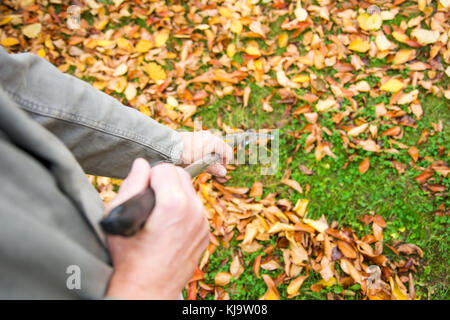 Pulizia uomo caduto foglie di autunno nel cortile posteriore Foto Stock