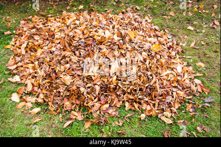 Pila di caduto foglie di autunno sul prato in cantiere Foto Stock