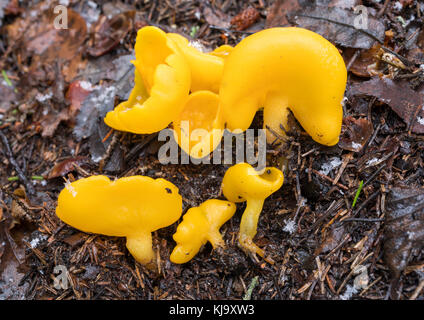 Sowerbyella imperialis funghi Foto Stock