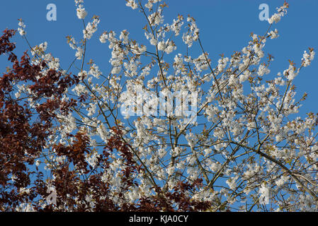 Foglie rosse di Prunus cerasifera davanti a un profusamente fioritura o wild bird cherry tree nel gruppo molla contro un cielo blu Foto Stock