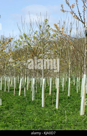 Una piantagione di alberi giovani per i boschi, fioritura ciliegi selvatici e altri in plastica protettiva tubi in primavera, Berkshire, Aprile Foto Stock