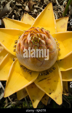 Giallo nana cinese banana flower Foto Stock