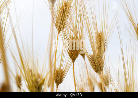 Golden rice orecchie vicino fino in hotaka, Giappone Foto Stock