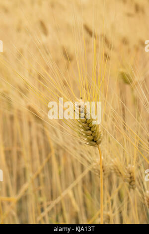 Singolo golden rice orecchio vicino fino in hotaka, Giappone Foto Stock